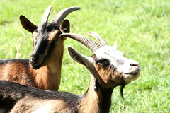 Killikus&reg; Fotographie